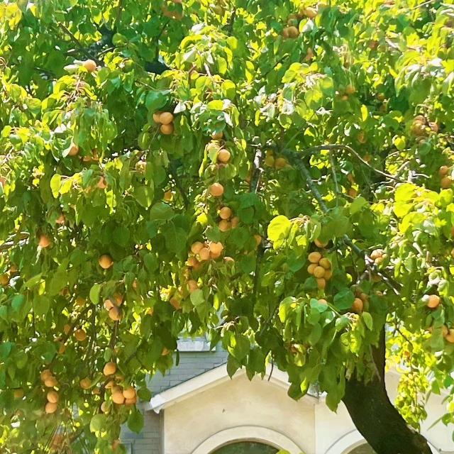 敬子中土养生生活馆