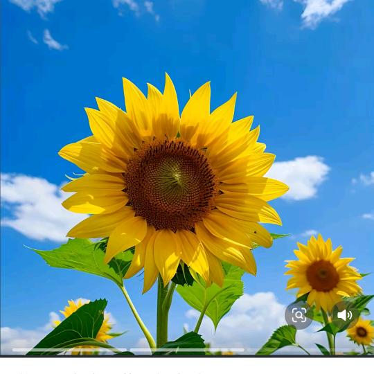 梅花雨（石墨烯电暖）🌸🌸🌧