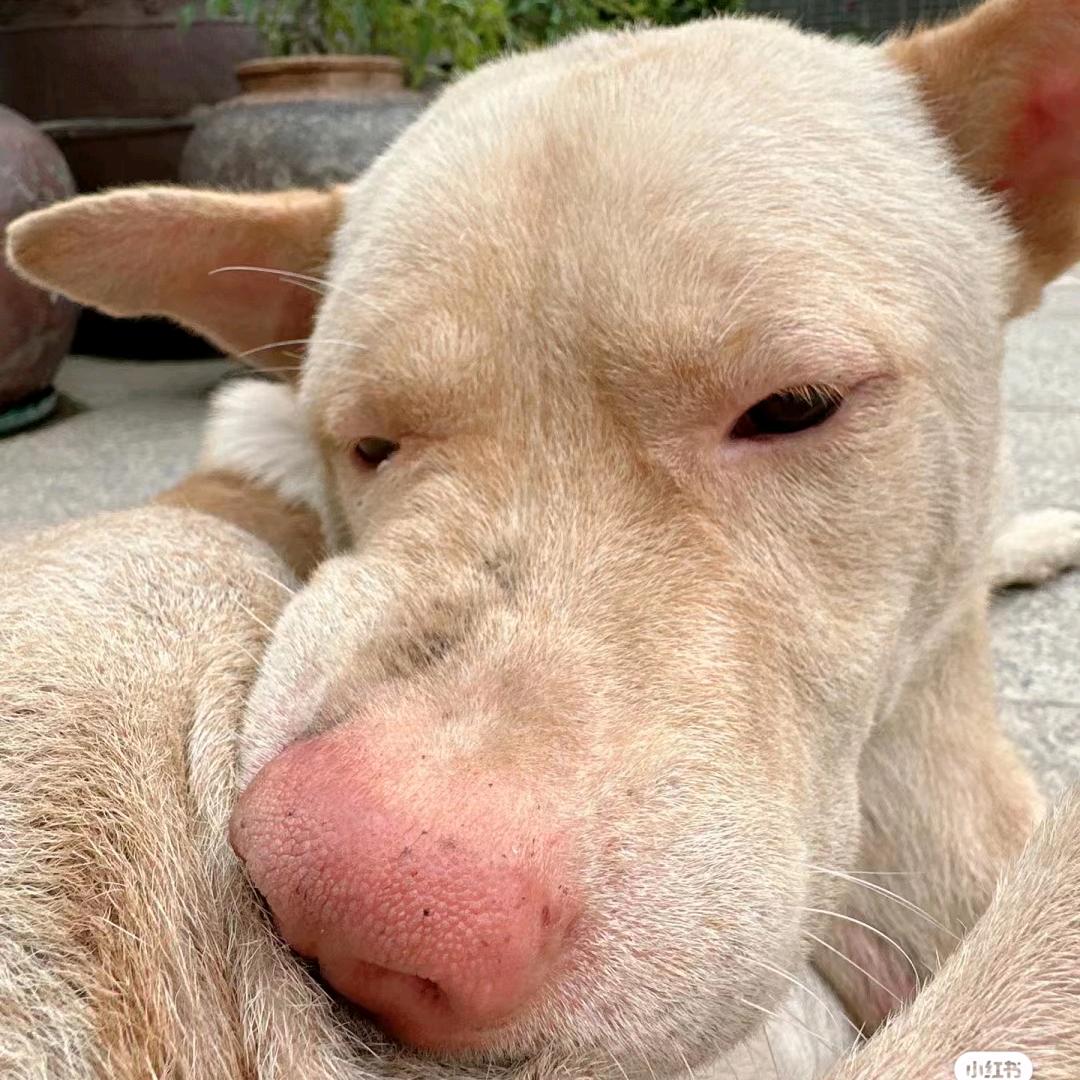 柠檬椰汁