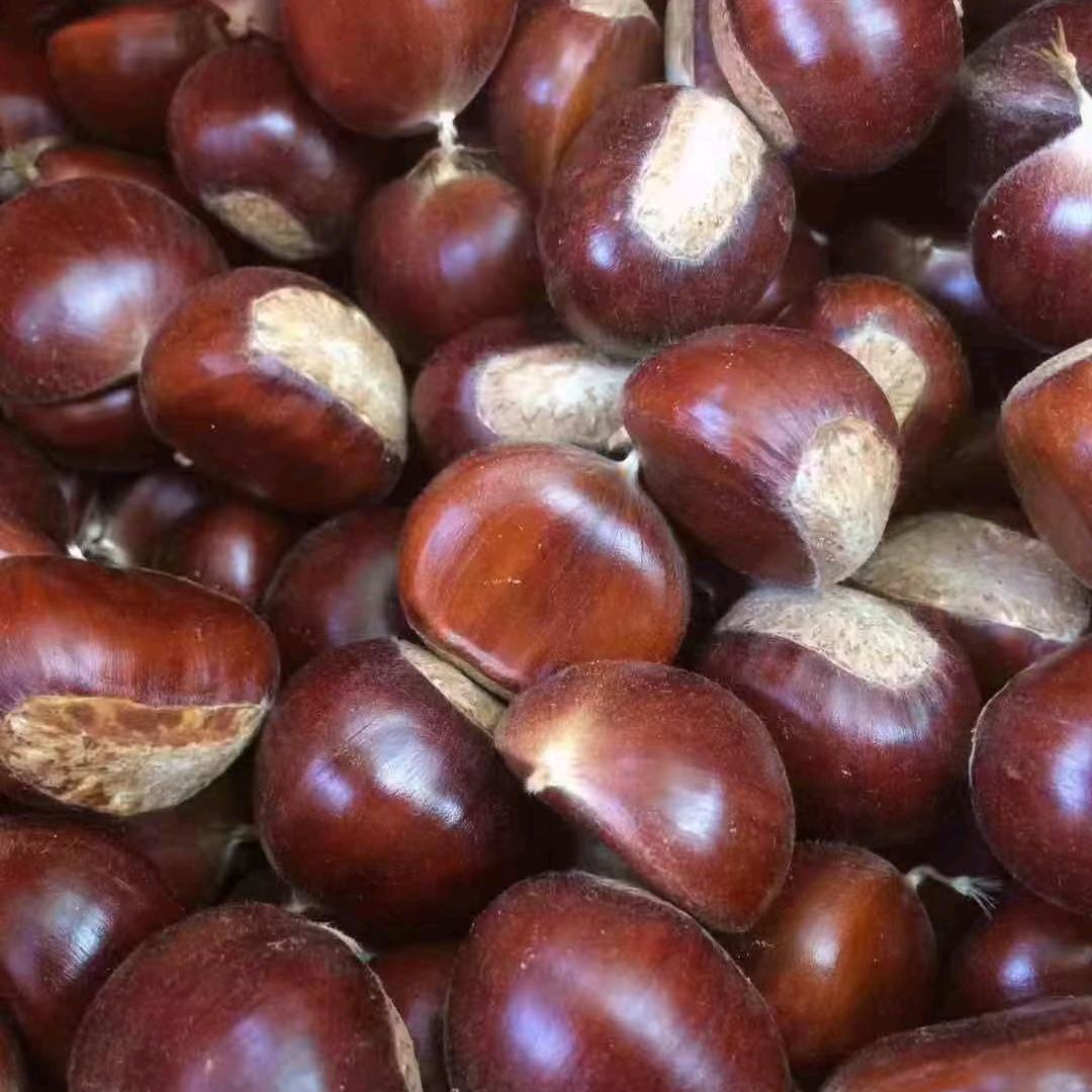 🌈爱姐板栗🌰(产地直发）