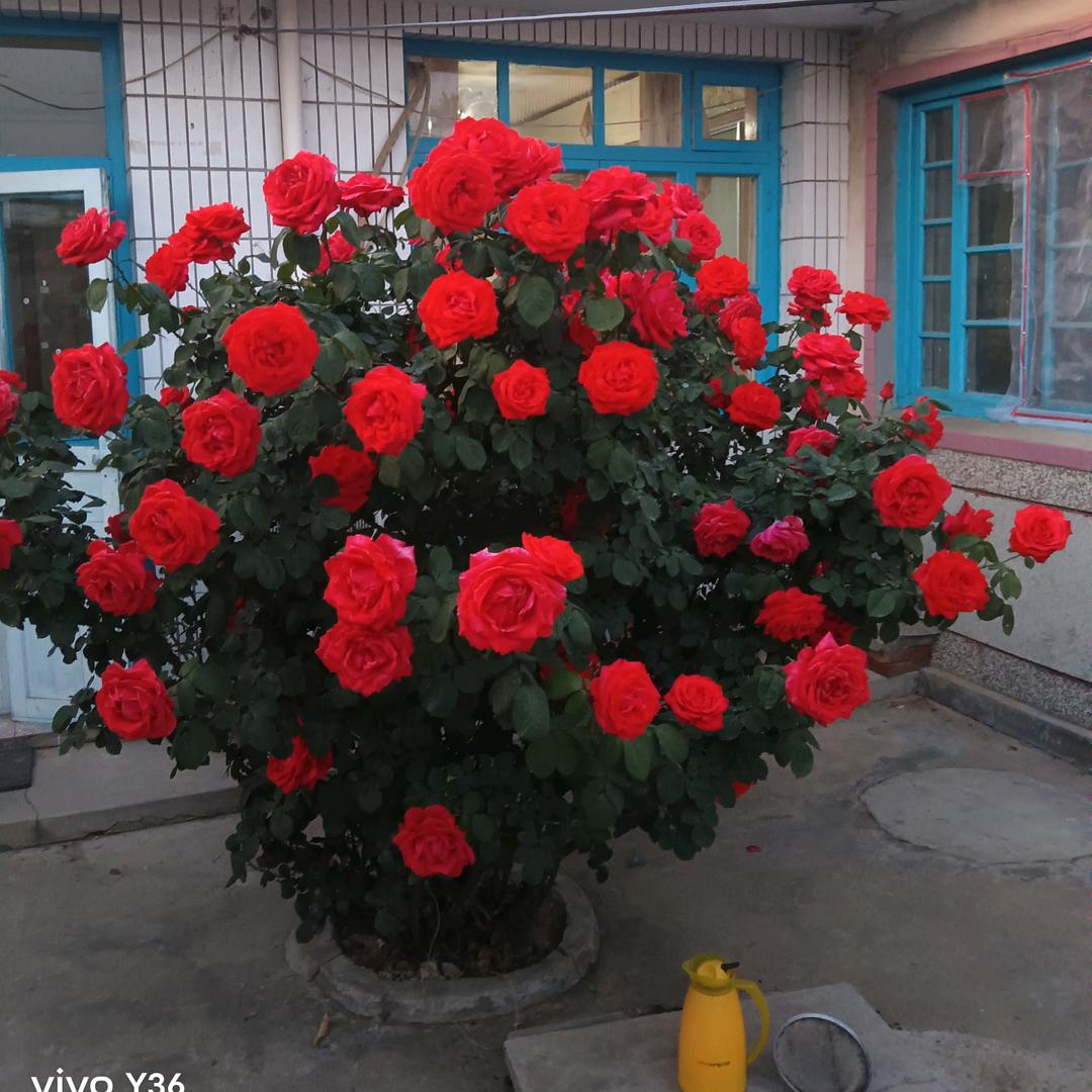 美好年华