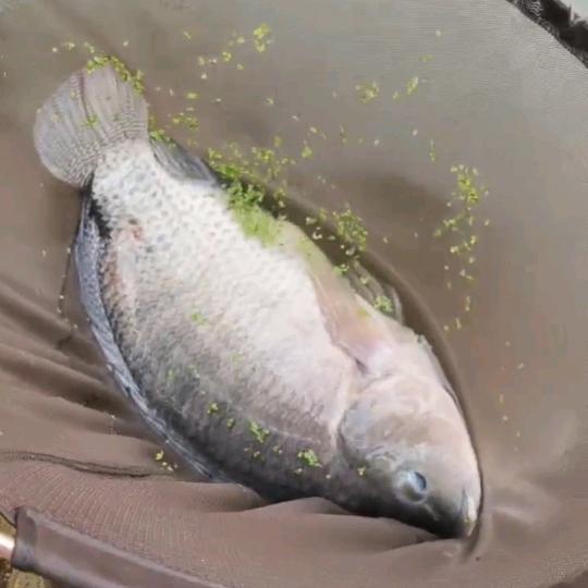 黄毛
