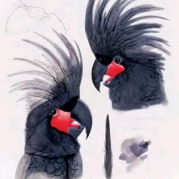 ༄༊ོ࿆ྂ鹦鹉࿐