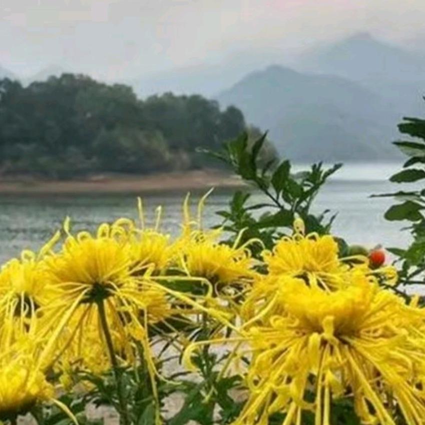 ꦻ⃟🌸人淡꯭ོ💞如菊ꦿꦶ⛵࿐