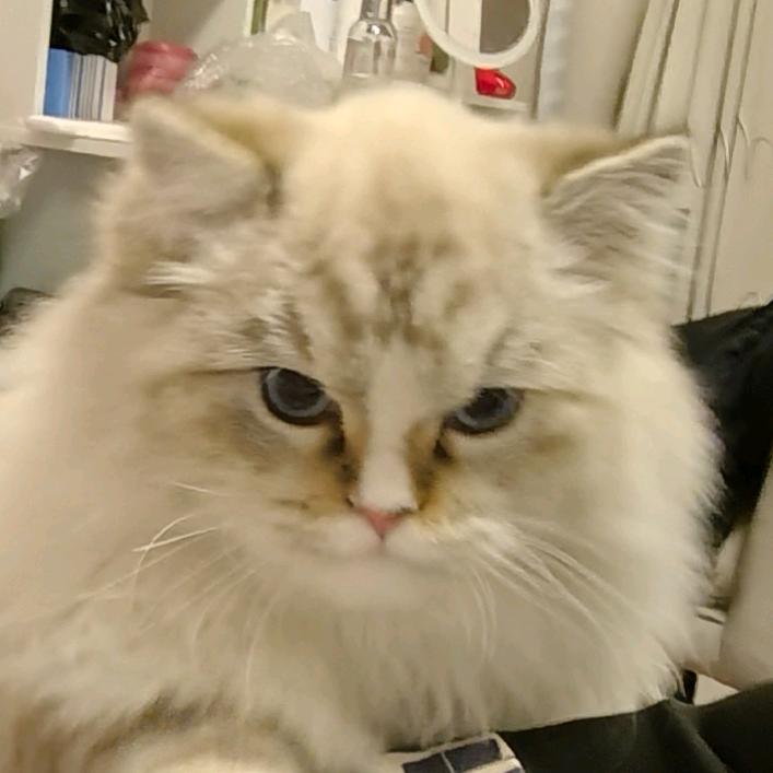 艳ᯅ̈  ᡣ𐭩