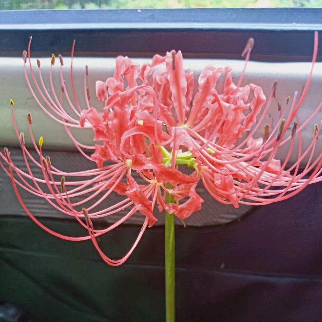 荒了青春╮失了流年