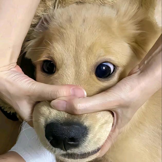 迪科