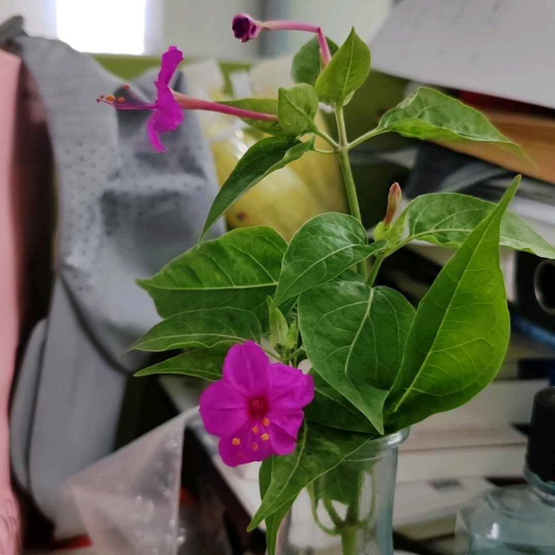 减肥大军：花开几时