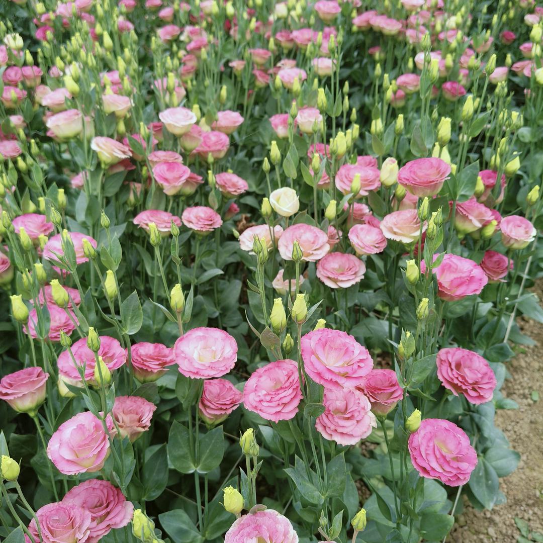 云岭鲜花