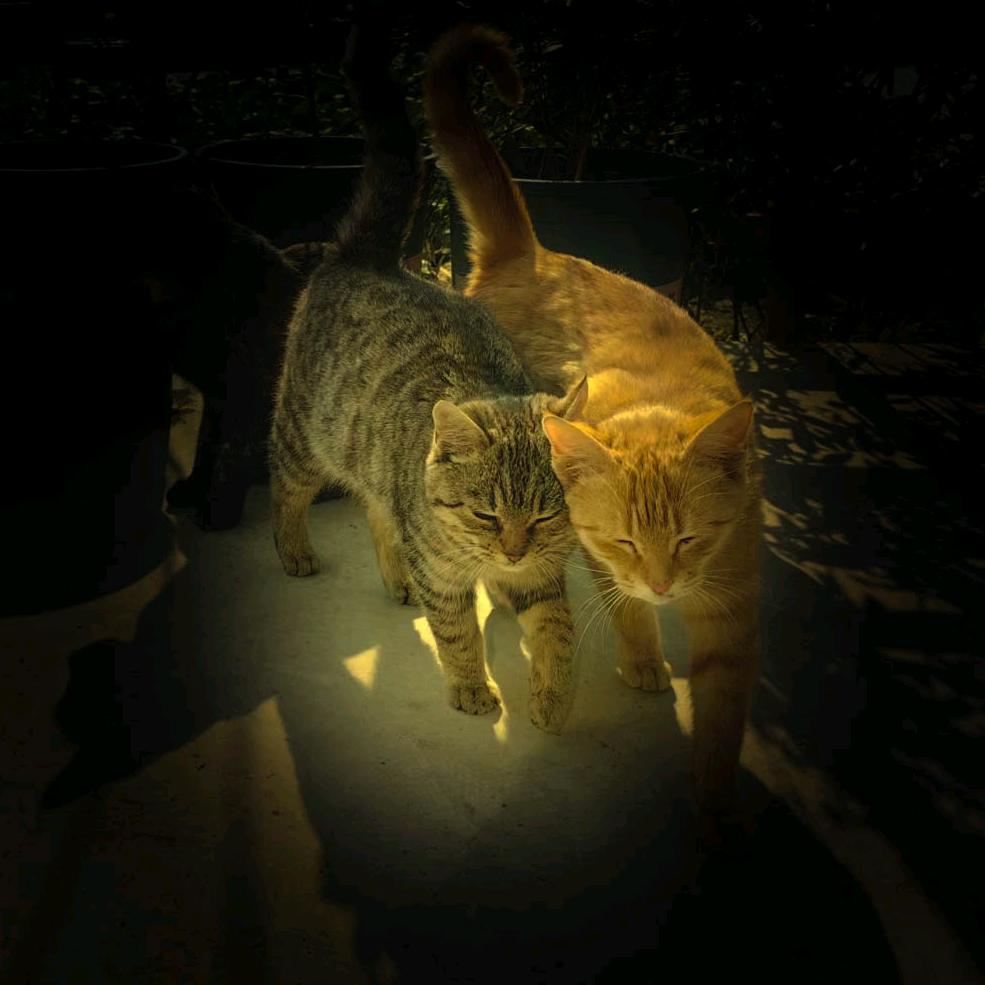 狸奴