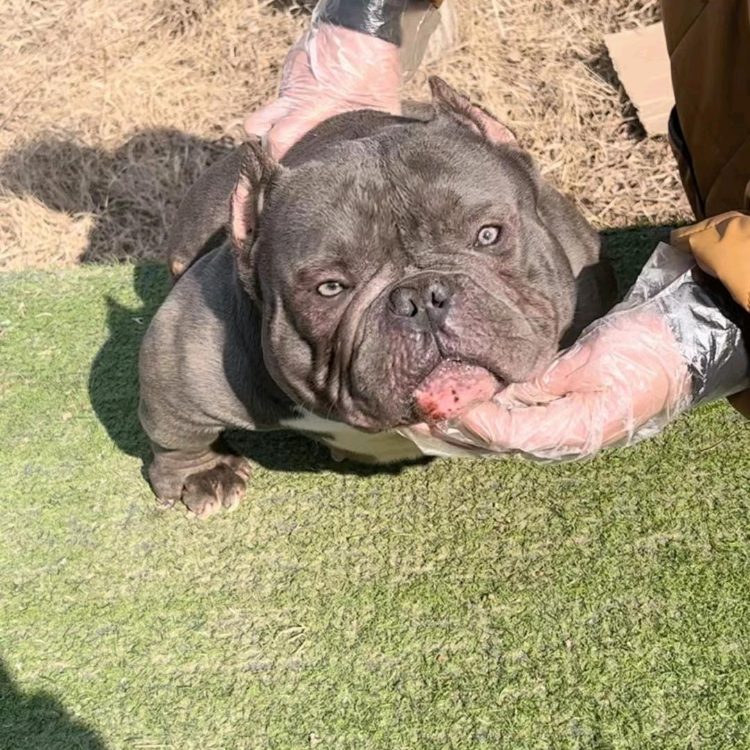 幸运恶霸斗牛犬舍