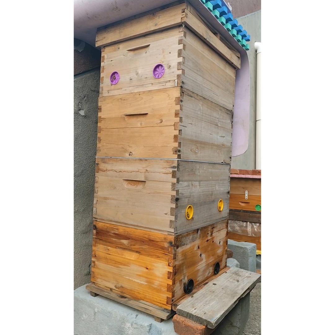 中蜂多箱体技术（东哥）