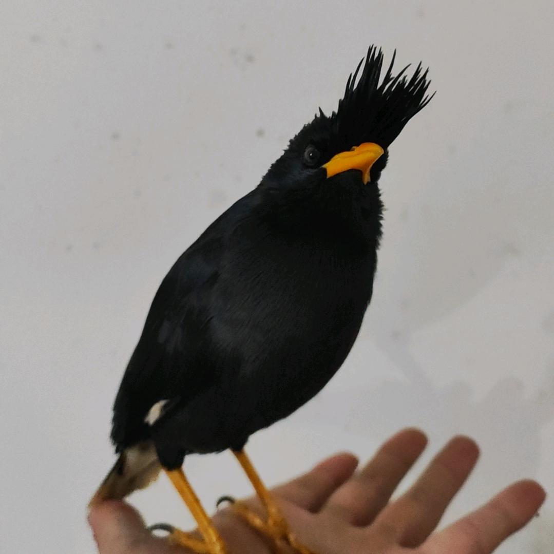八哥宝宝