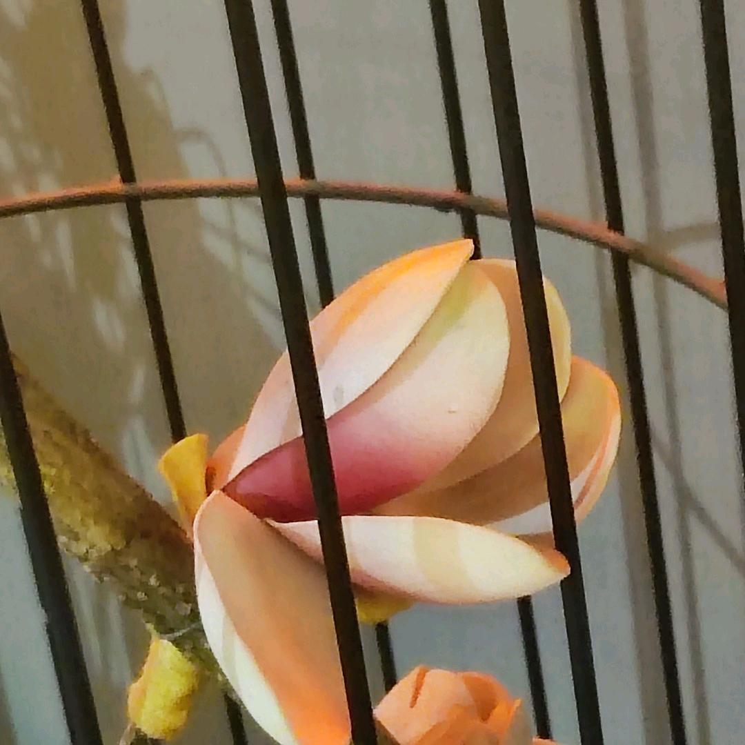 六瓣🍉