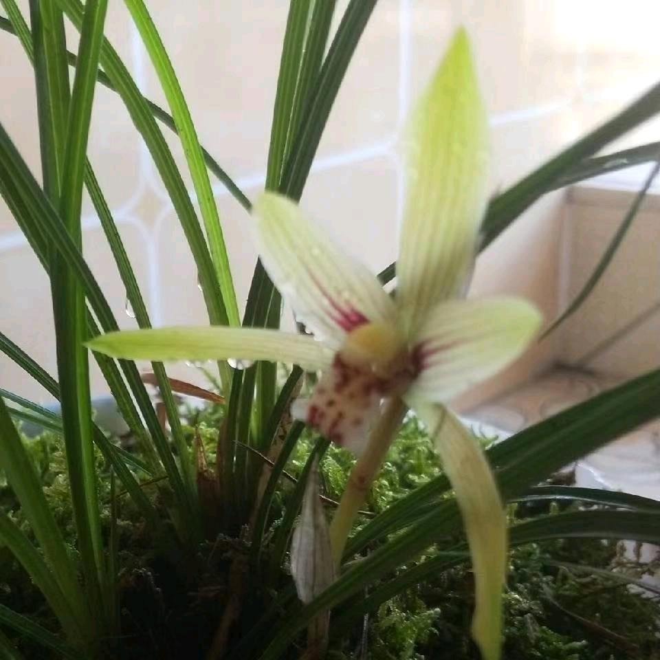 云菇凉