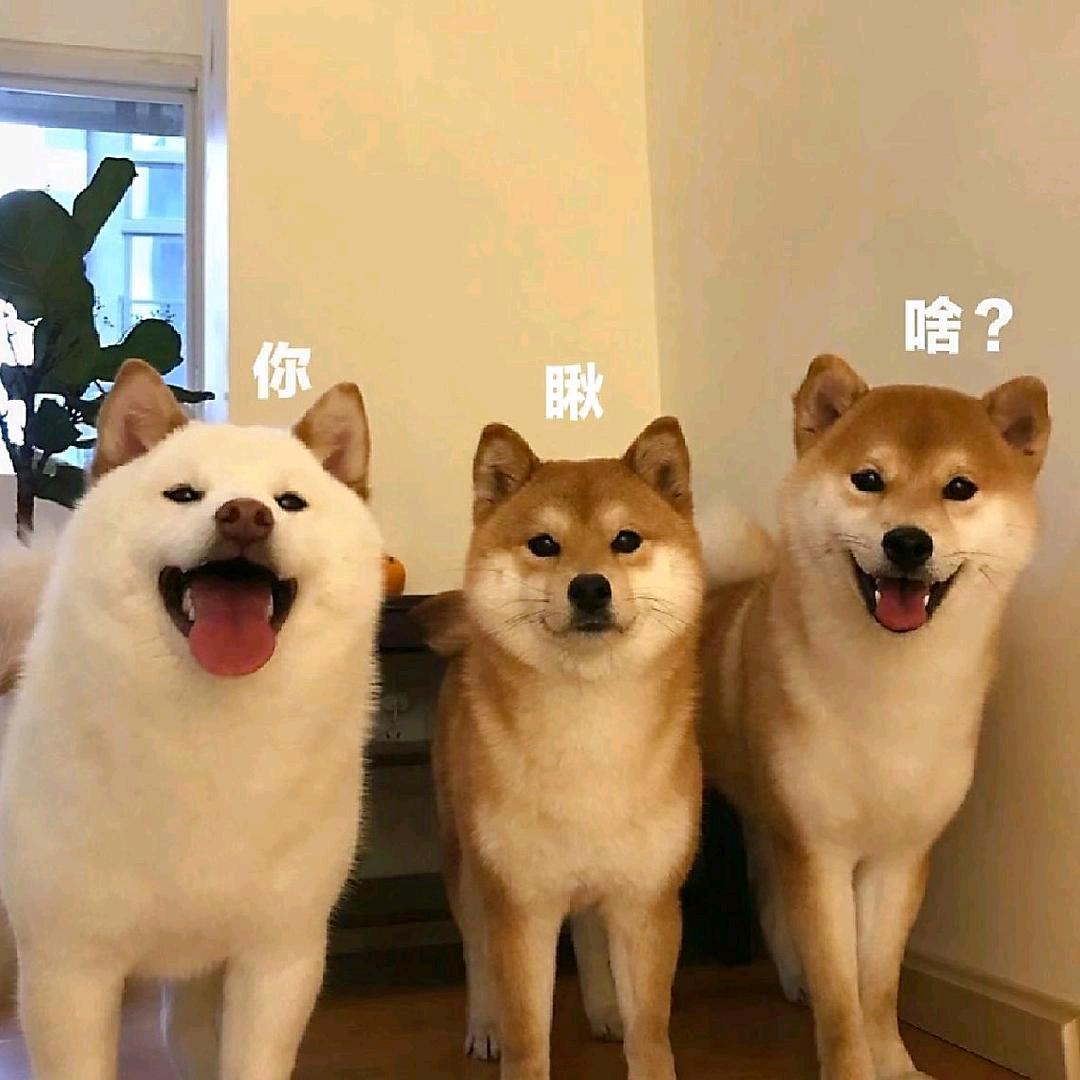 李敢敢૮ฅ•ﻌ•აฅ