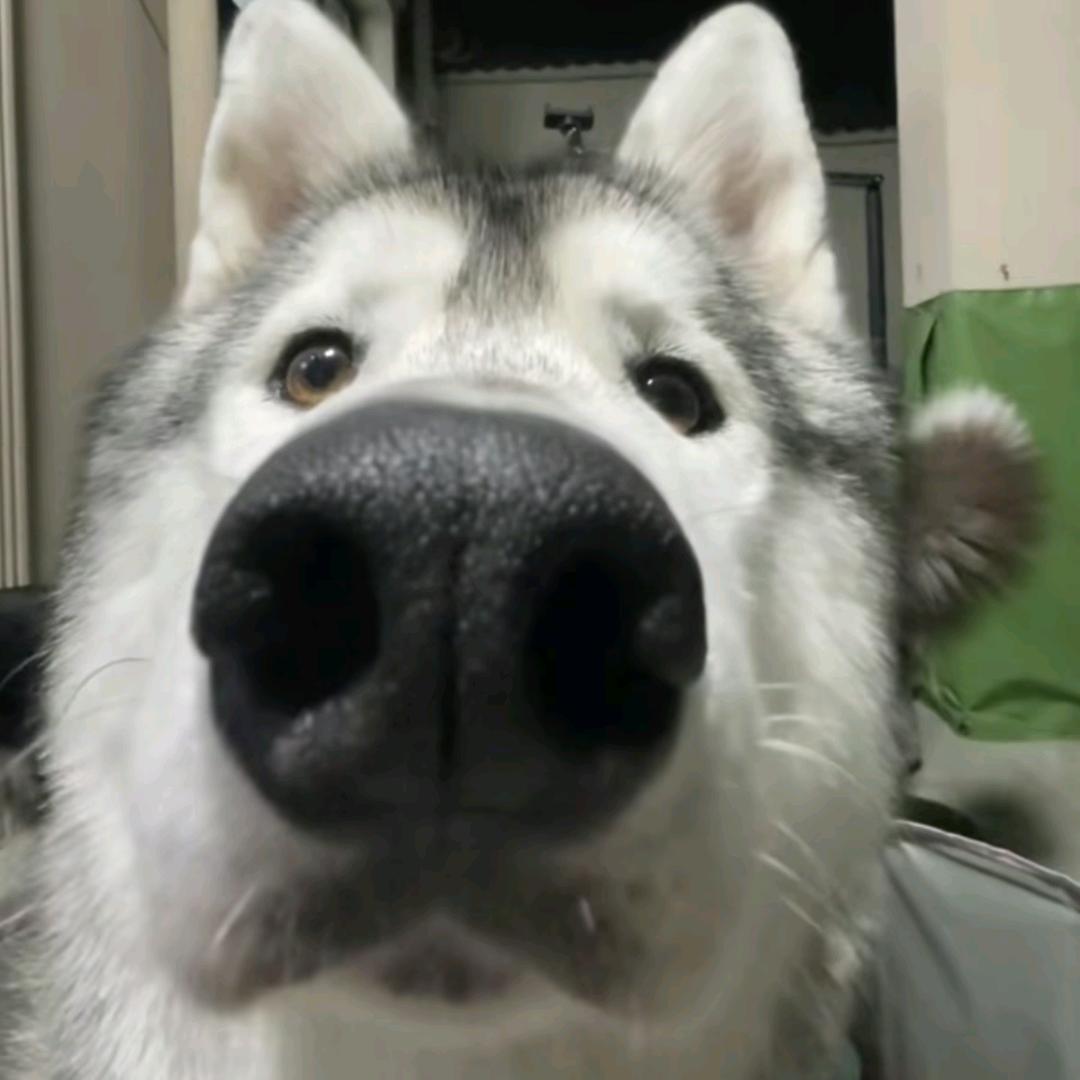 土豆味的马铃薯