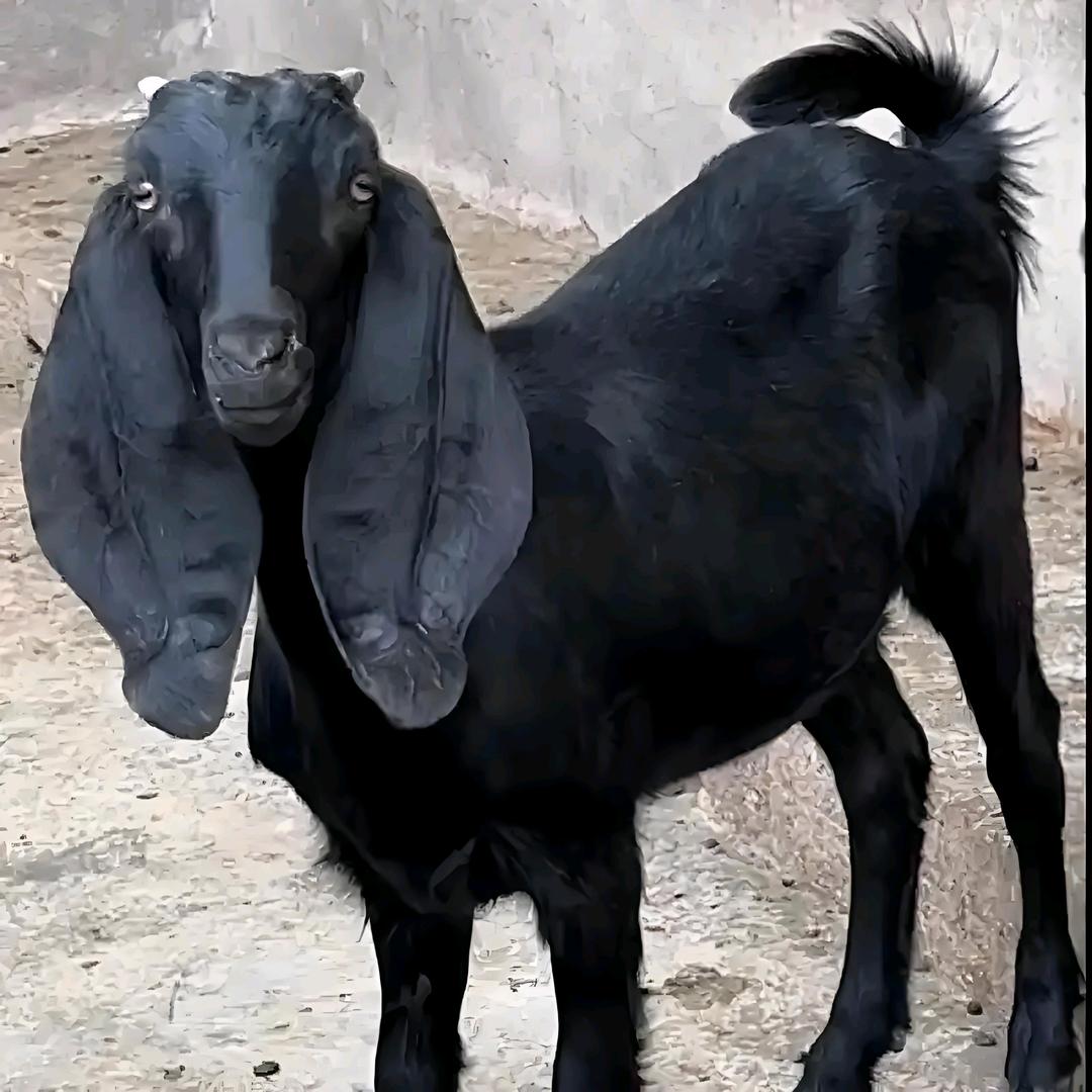 小小