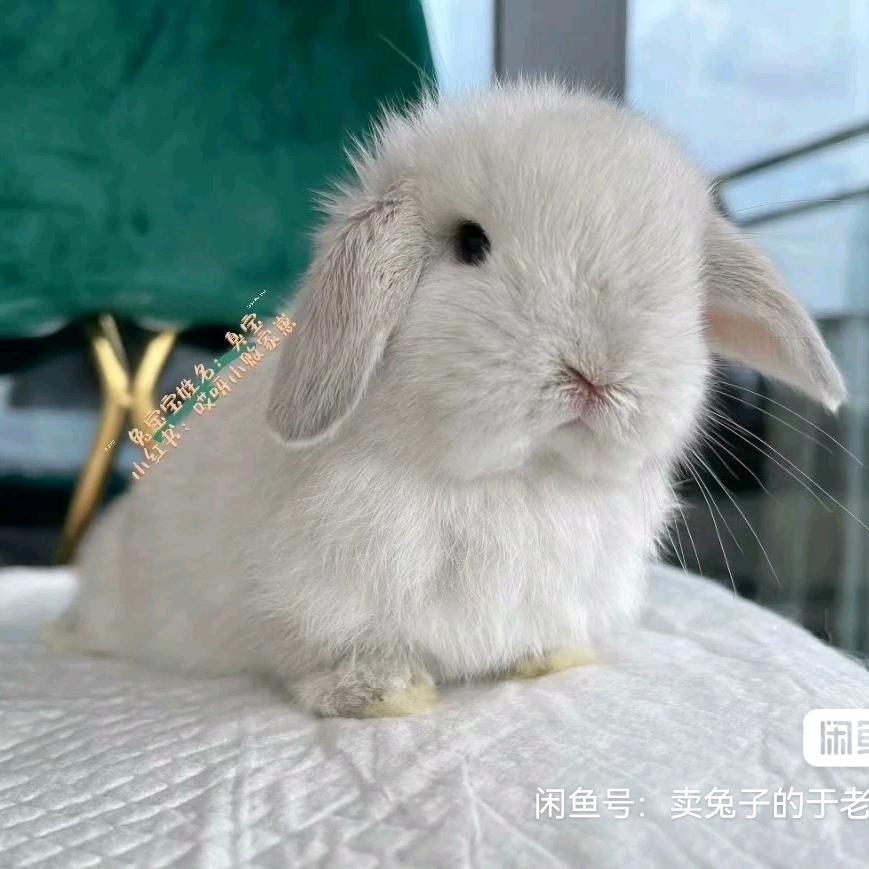 小大人