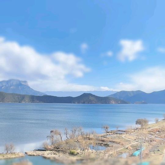 小渔呆呆树