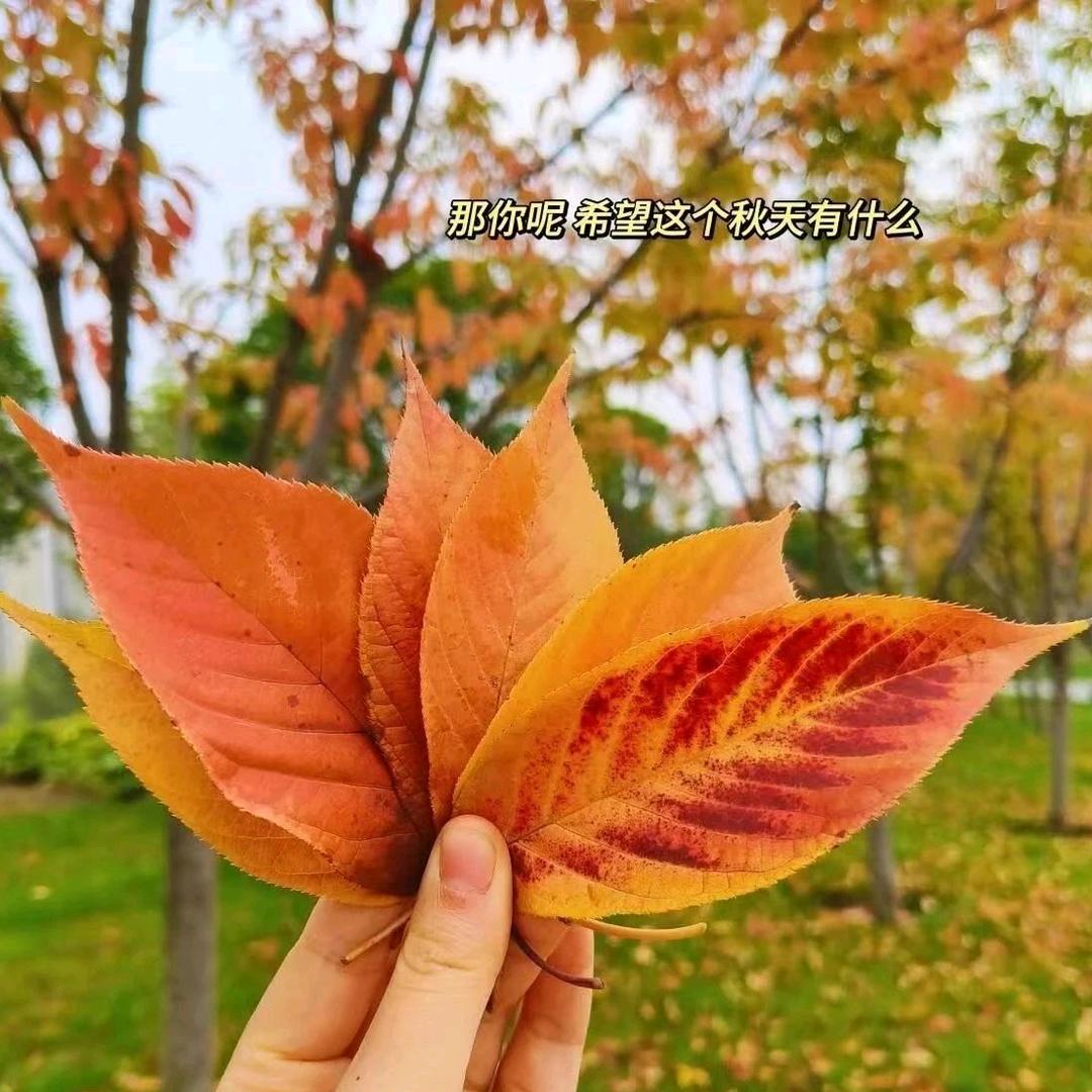 阳光☀️灿烂