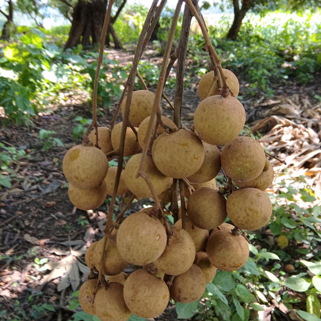 💫莹莹