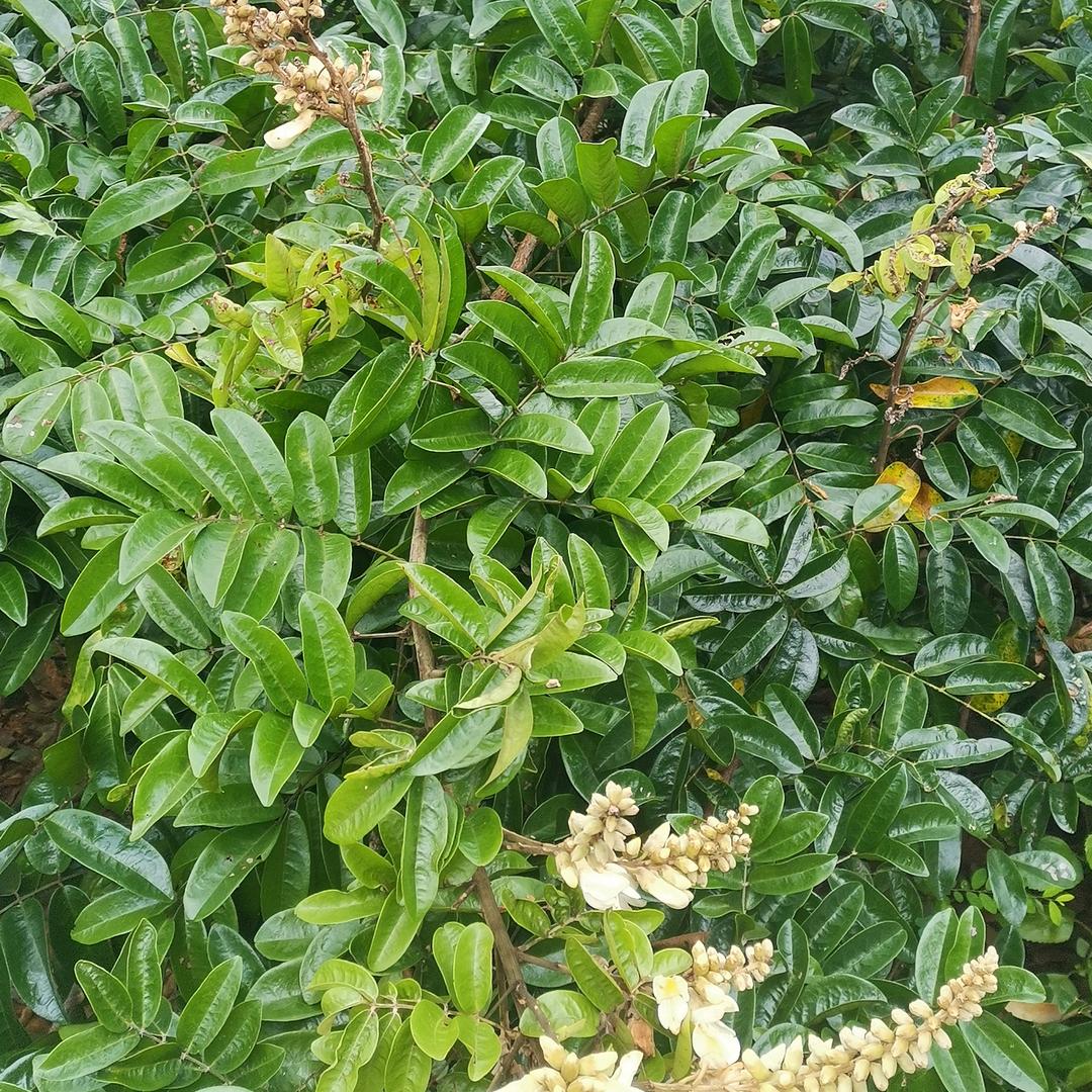 天马