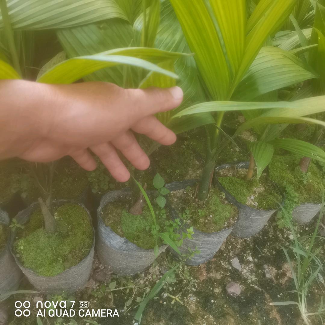 海南省中部槟榔技术师