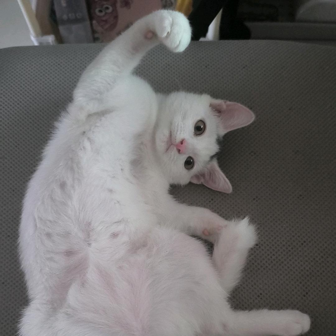 麦麦