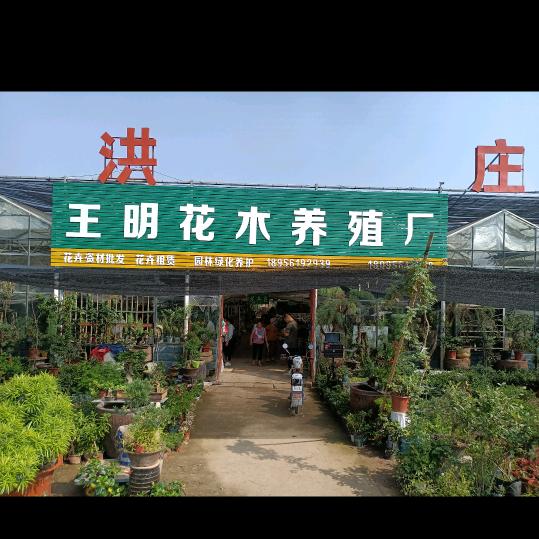 淮北  王明花木养殖厂