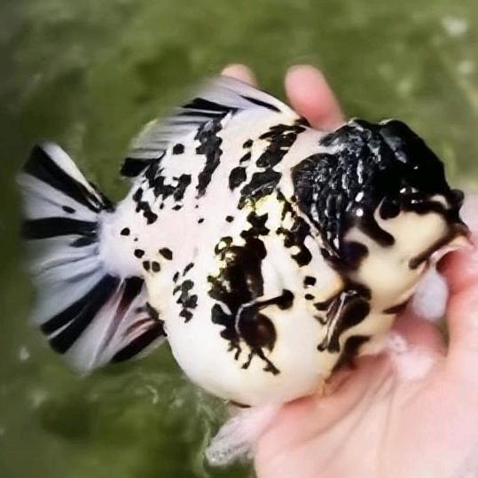 BXST爱鱼