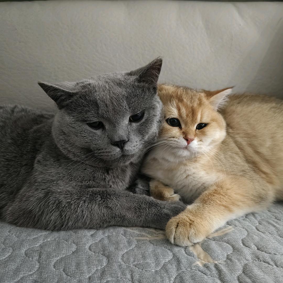 猫总好乖～