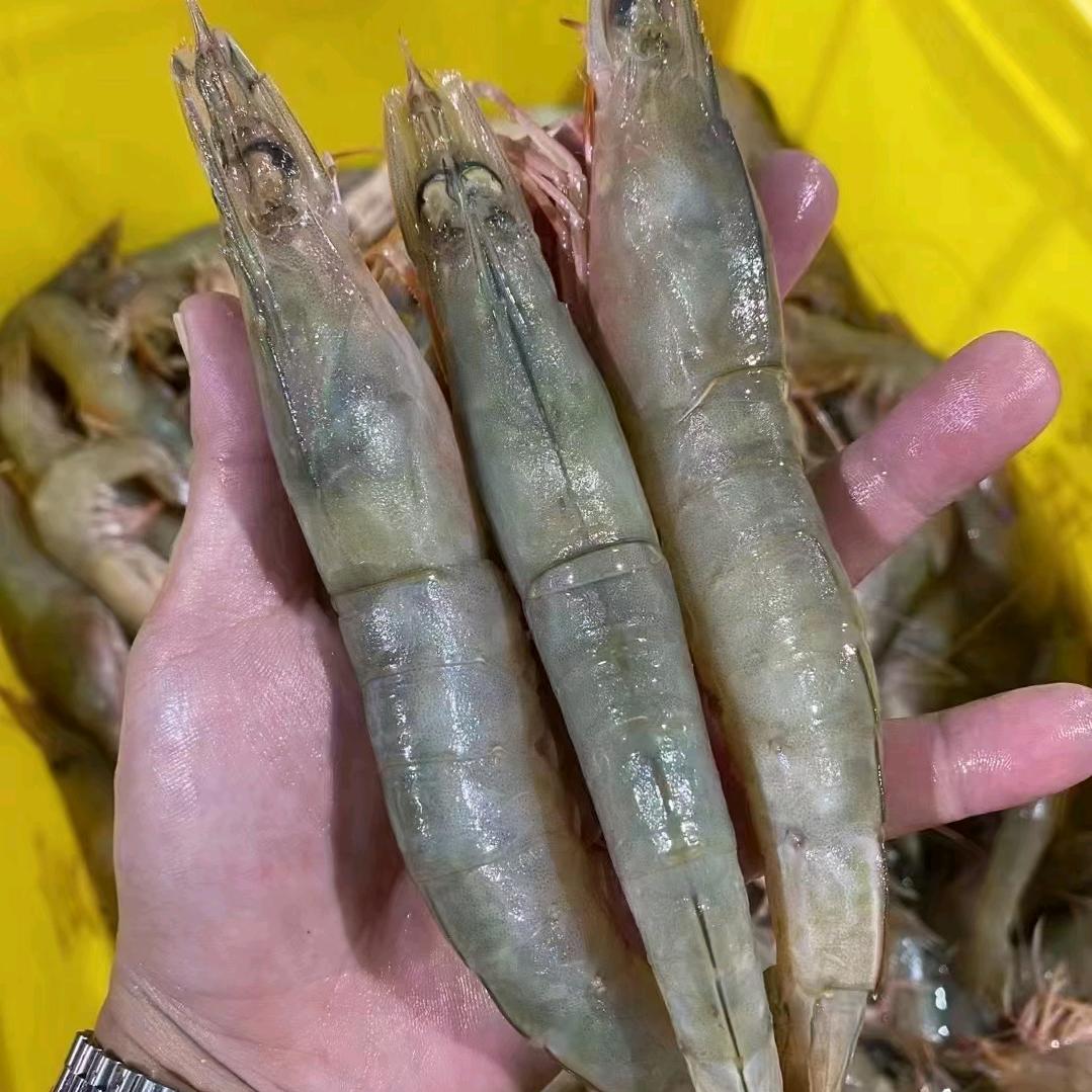 高帆海产品