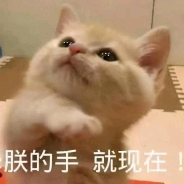 猴子