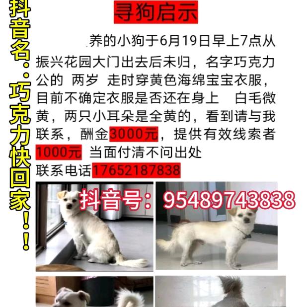 ←头像帮人找小狗