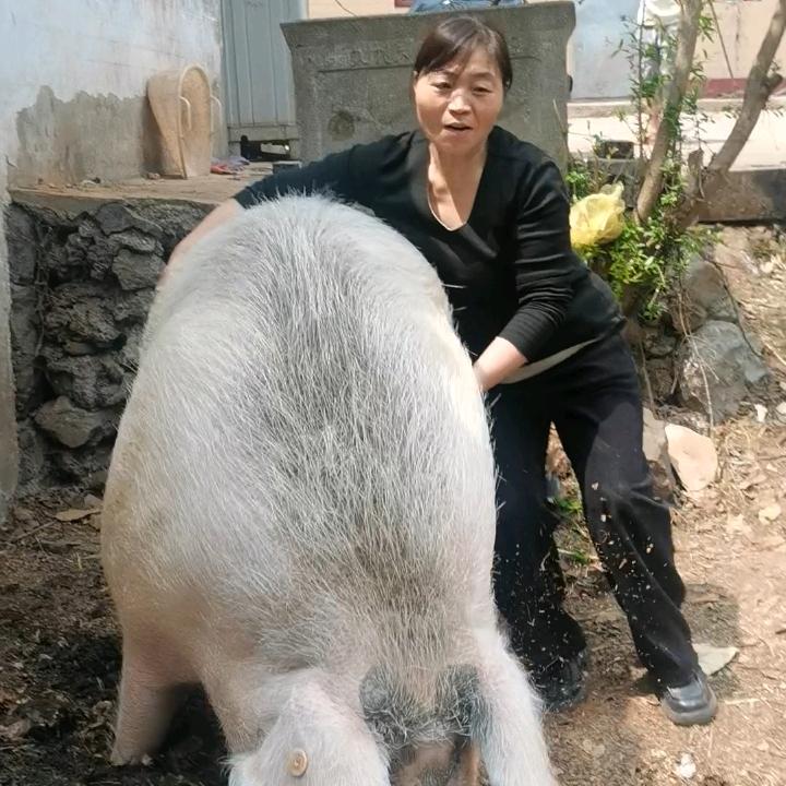 小洋洋土猪肉