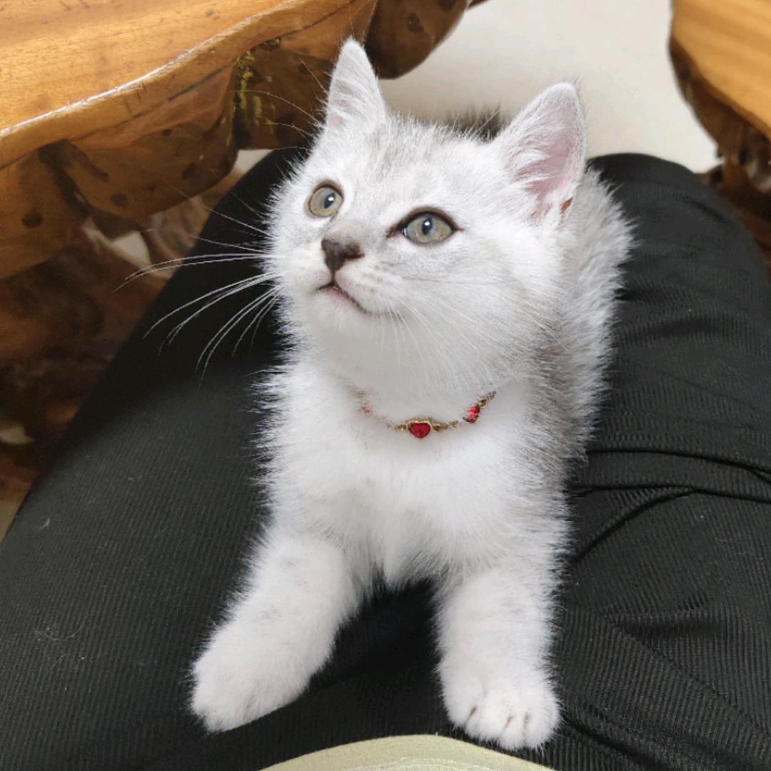 糯米糍ʕ•̫͡•ʔ