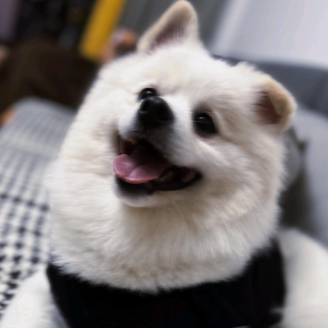 小壮同志