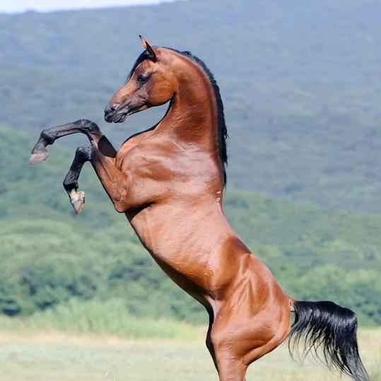 马到成功忠厚人,老丰。