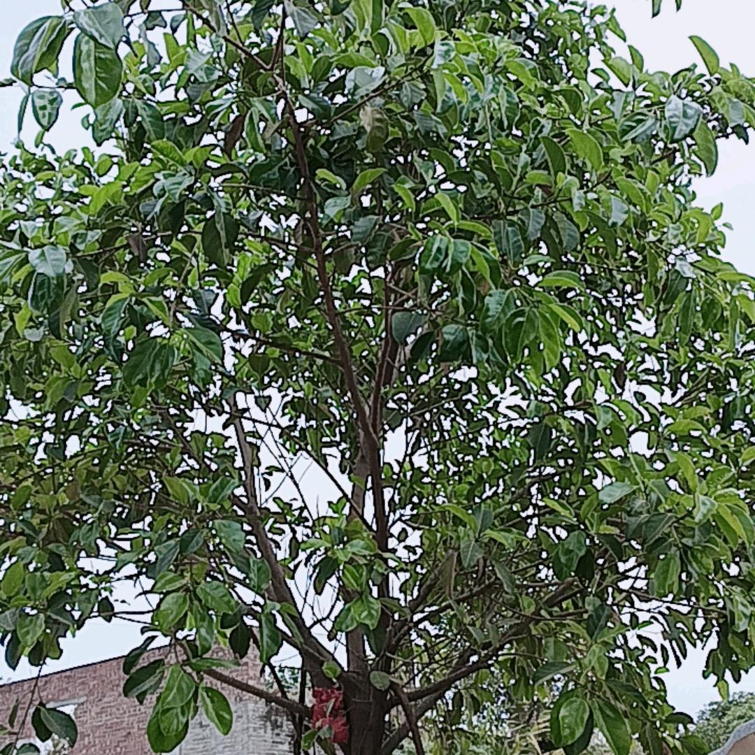 用户4521226299210
