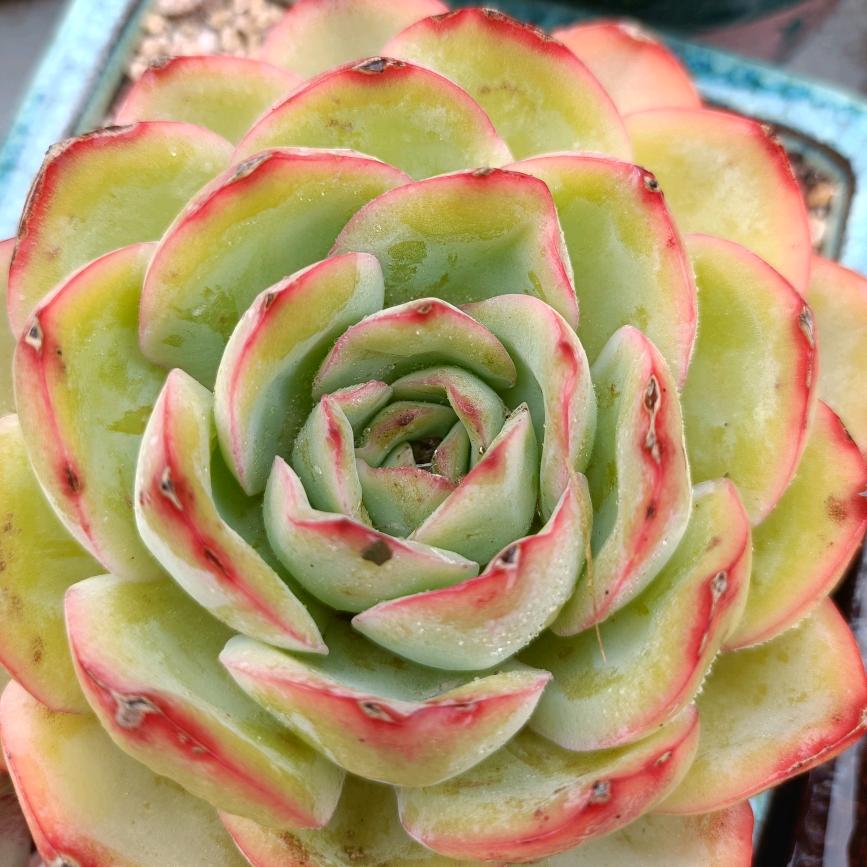 爱好多肉 诺诺