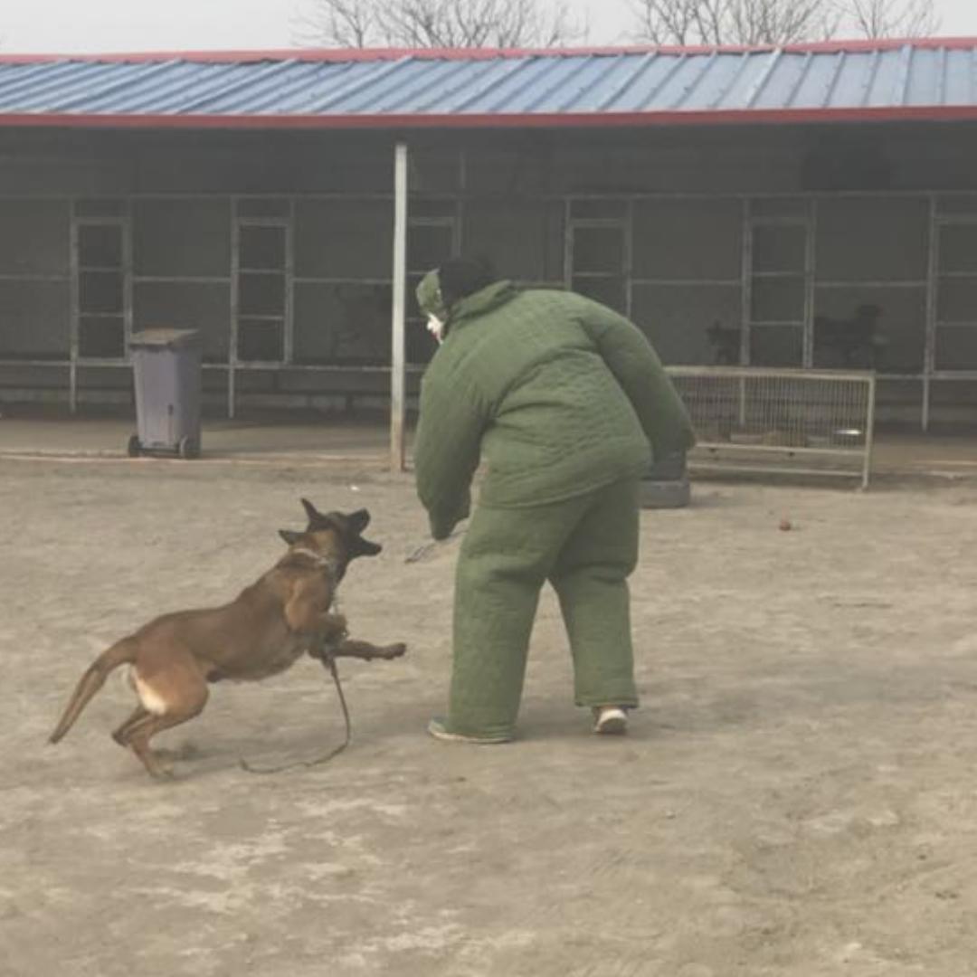 情缘训犬