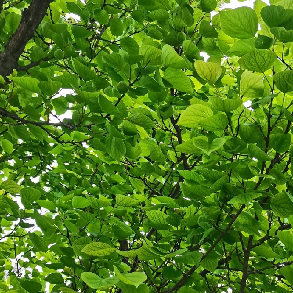曦曦
