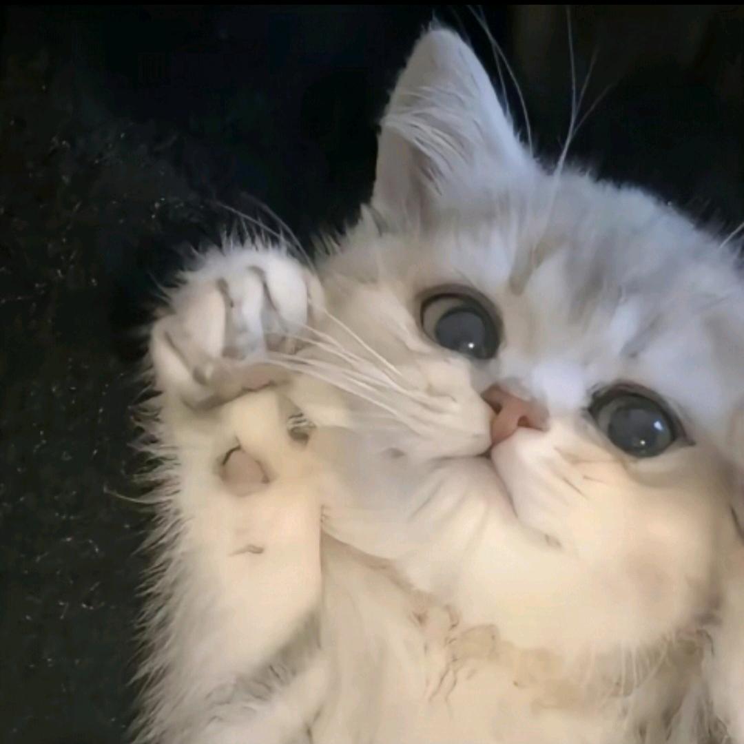 保温杯里泡雪花