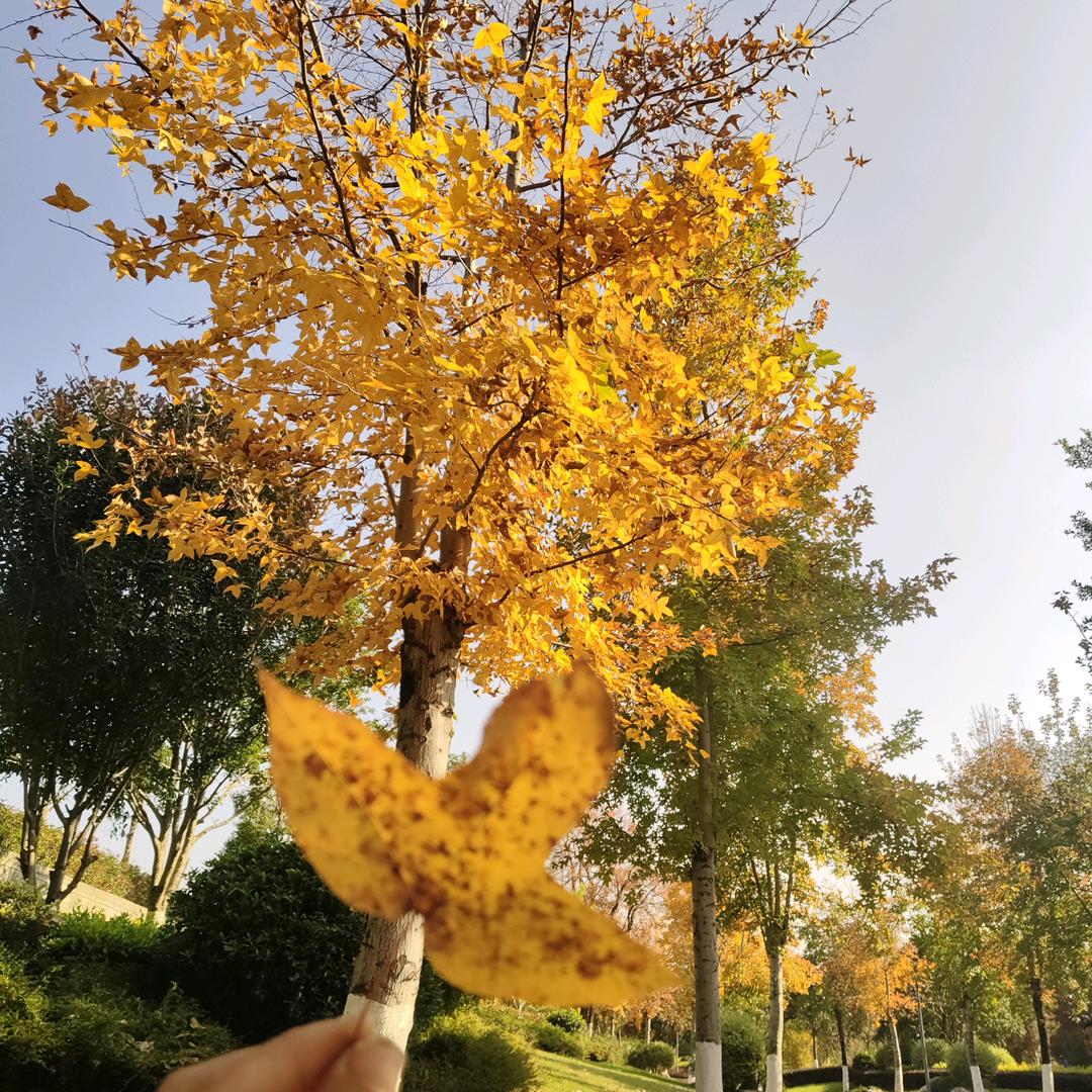 ꧁余生♥随心꧂