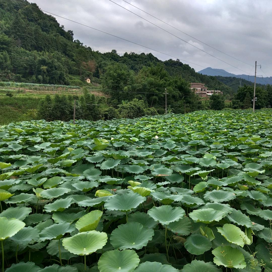 老顽童火哥