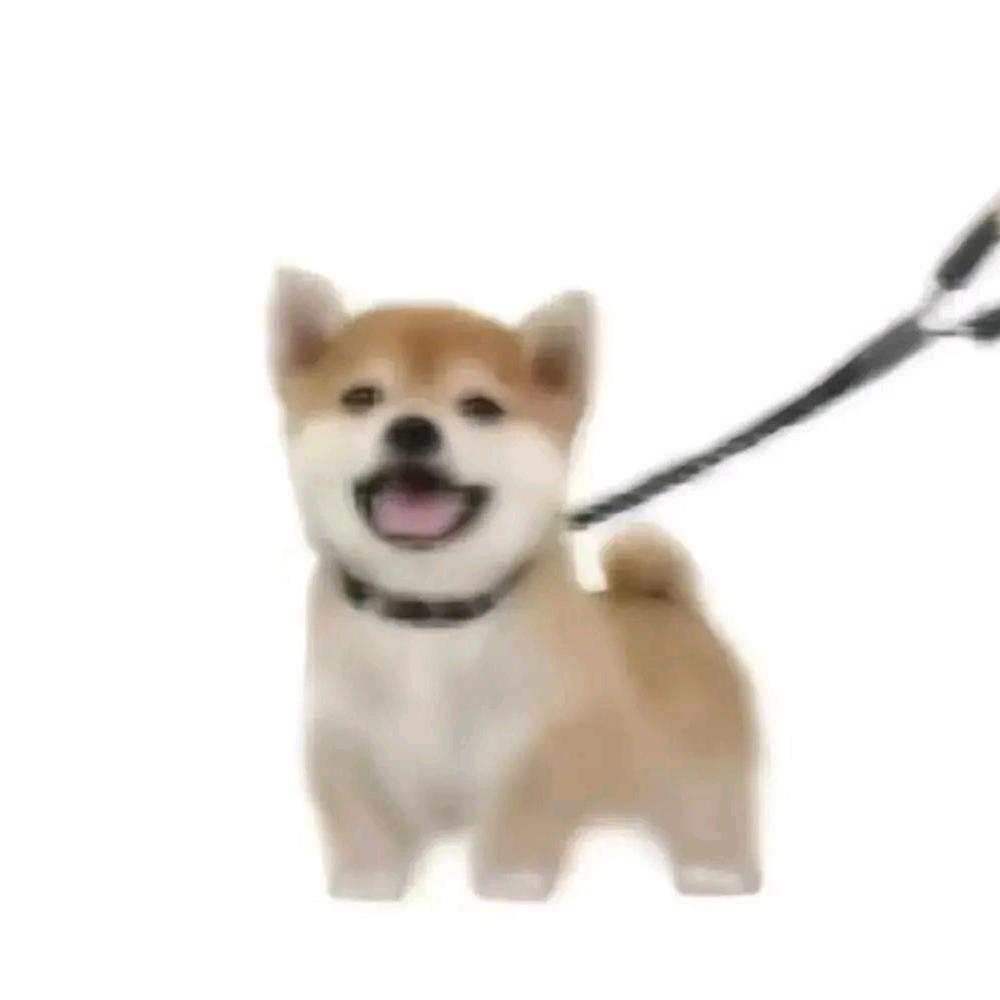 猫也不知道