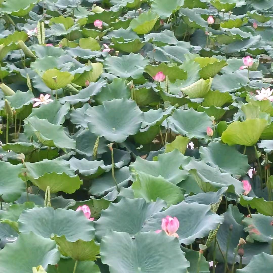 用户6265971911624