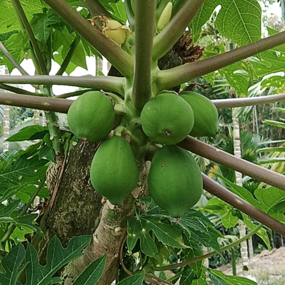 宝奶奶（不定时开播）