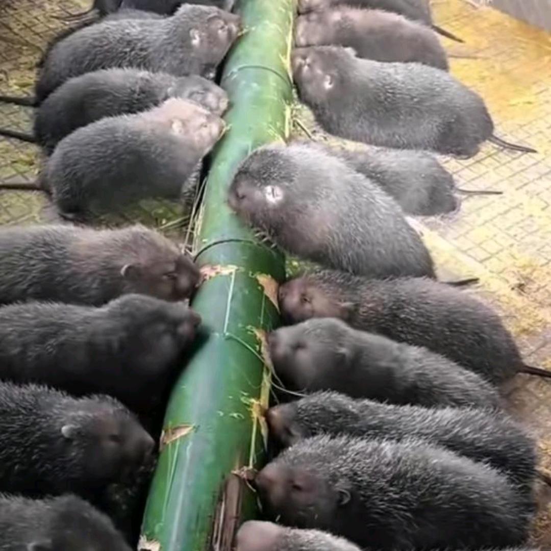 永州双牌竹鼠